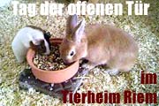 Tag der Offenen Tür im Tierheim Riem